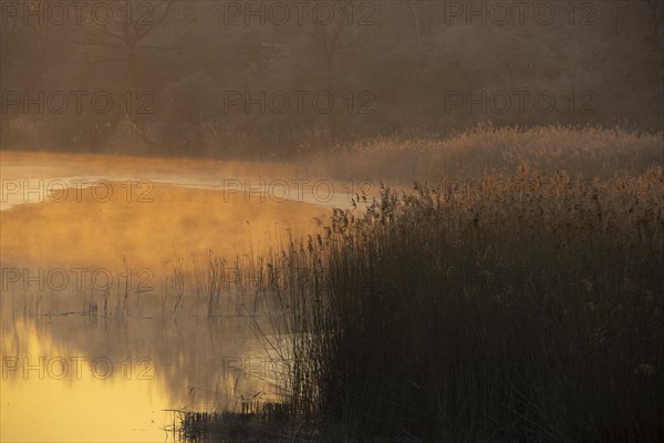 Riparian forest, morning mood, ice, water, reeds, Lower Austria