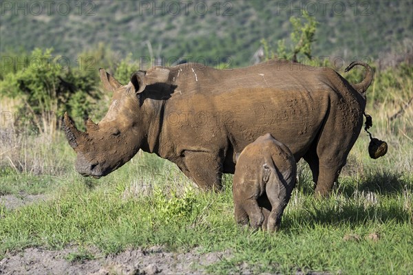 White rhinoceros (Ceratotherium simum) cow with baby, Madikwe Game Reserve, North West Province, South Africa, RSA, Africa