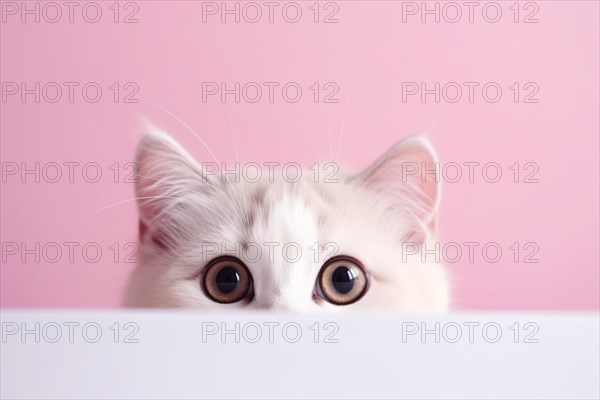 Cute cat with large eyes peeking above white table on pastel pink studio background. KI generiert, generiert AI generated