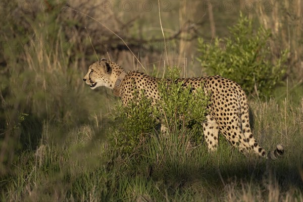 Cheetah (Acinonyx jubatus), Madikwe Game Reserve, North West Province, South Africa, RSA, Africa