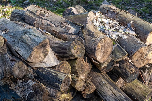 A pile of freshly cut logs lies on the forest floor