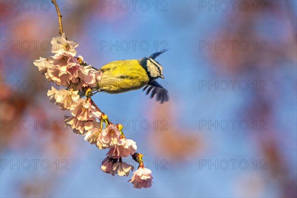 A dynamic shot of a bird taking flight from a cherry blossom branch against a crisp blue sky, Cyanistes caeruleus