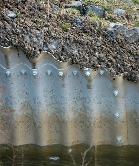 Masses of chinese mitten crab (Eriocheir sinensis), invasive species, neozoon, crabs, juveniles, crawling on the culvert pipe of the Elbe barrage in Geesthacht to find a way for their migration upstream, individual crabs fall down from the edge of the canal into the strong current of the water flowing through the canal at high tide, Lower Saxony, Schleswig-Holstein, Germany, Europe