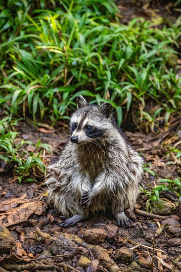 Raccoon in natural environment, close-up, portrait of the animal on Guadeloupe au Parc des Mamelles, in the Caribbean. French Antilles, France, Europe