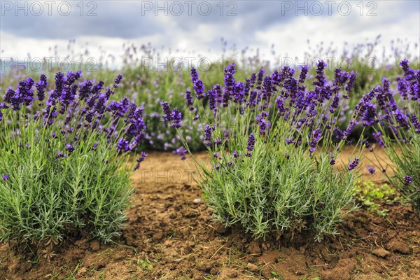 Lavender (Lavandula), lavender field on a farm, Cotswolds Lavender, Snowshill, Broadway, Gloucestershire, England, Great Britain