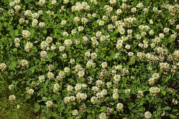 Flowering white clover (Trifolium repens), Bavaria, Germany, Europe