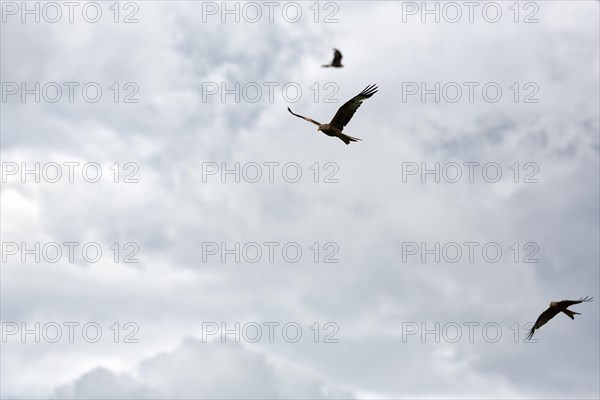 Three red kites (Milvus milvus) in flight looking for prey, cloudy sky, Wales, Great Britain