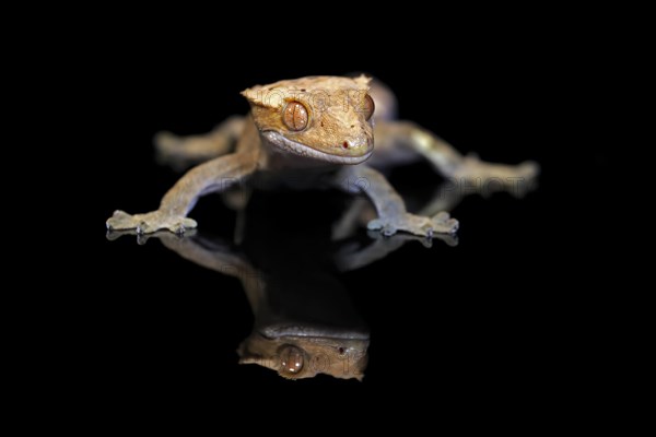 New Caledonian eyelash gecko (Correlophus ciliatus), adult, captive, New Caledonia, Oceania