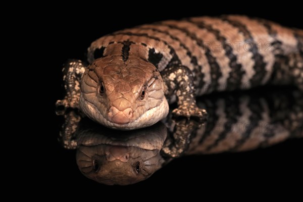 Indonesian blue-tongued skink (Tiliqua gigas), adult, captive, Indonesia, Asia