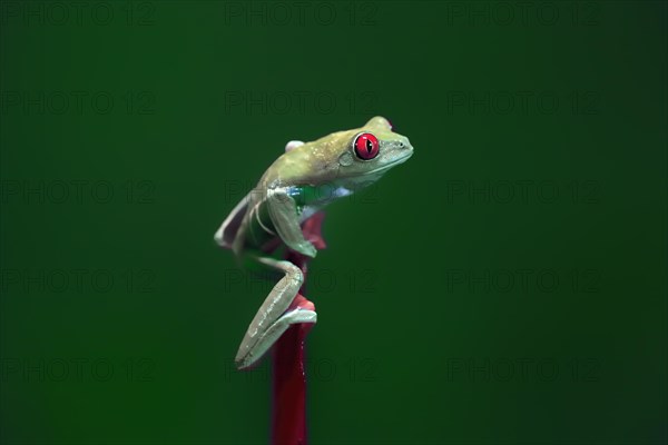 Red-eyed tree frog (Agalychnis callidryas), adult, on bromeliad, captive, Central America