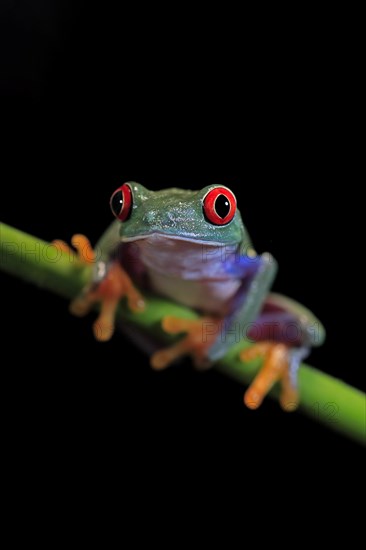 Red-eyed tree frog (Agalychnis callidryas), adult, on green stem, Aeonium, captive, Central America