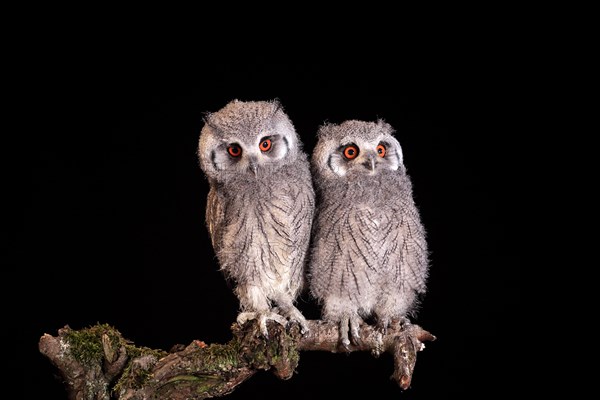 Southern white-faced owl (Ptilopsis granti), juvenile, two juveniles, siblings, at night, on guard, captive