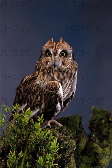 Short-eared owl (Asio flammeus), adult, at night, perch, alert, portrait, Great Britain