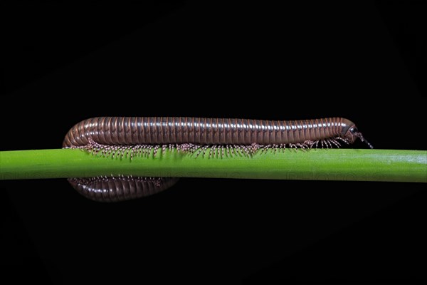 Millipedes (Diplopoda), adult, on plant stems, at night, Great Britain