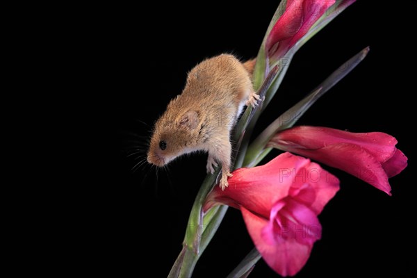 Eurasian harvest mouse (Micromys minutus), adult, on plant stem, flowering, foraging, at night, Scotland, Great Britain