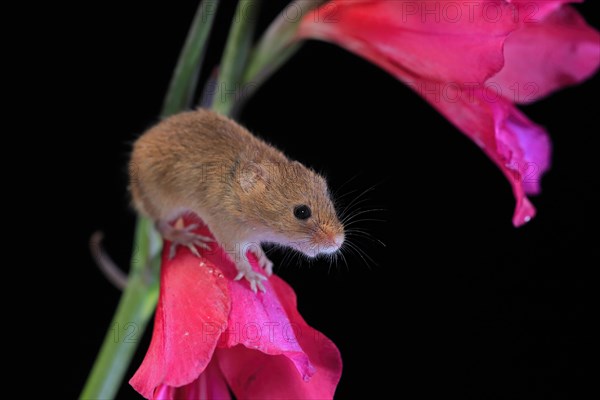 Eurasian harvest mouse (Micromys minutus), adult, on plant stem, flowering, foraging, at night, Scotland, Great Britain
