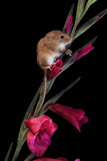 Eurasian harvest mouse (Micromys minutus), adult, on plant stem, flowering, foraging, at night, Scotland, Great Britain