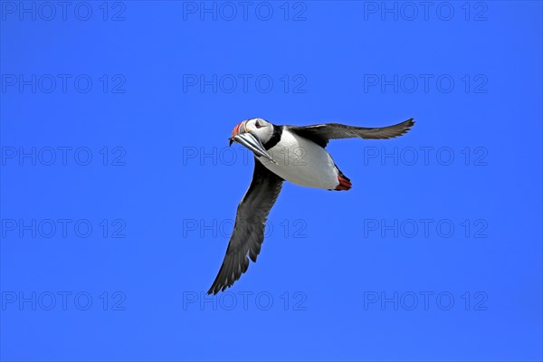 Puffin (Fratercula arctica), adult, flying, with sand eels, with food, Faroe Islands, England, Great Britain, Europe