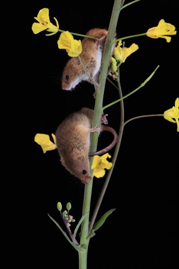 Eurasian harvest mouse (Micromys minutus), adult, two, pair, on plant stem, flowering, foraging, at night, Scotland, Great Britain