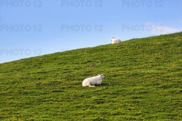 Domestic sheep (Ovis gmelini aries), lying in a meadow on a slope, dyke, Wales, Great Britain