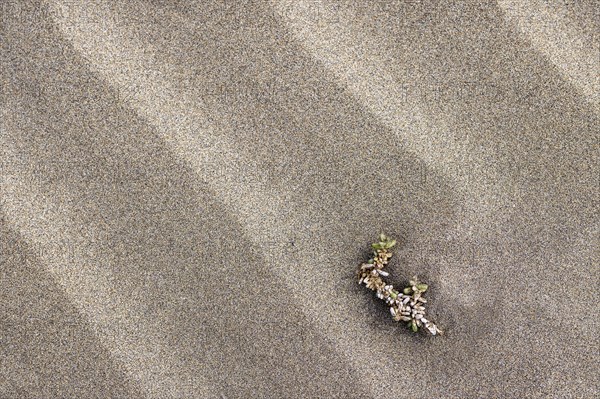 Details and structures, Dune landscape, Dunes, Playa de Famara, Lanzarote, Canary Islands, Spain, Europe