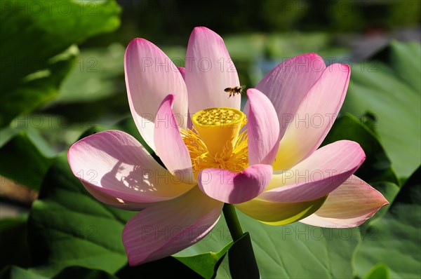 Open pink lotus (Nelumbo), with yellow centre and a bee, Stuttgart, Baden-Wuerttemberg, Germany, Europe
