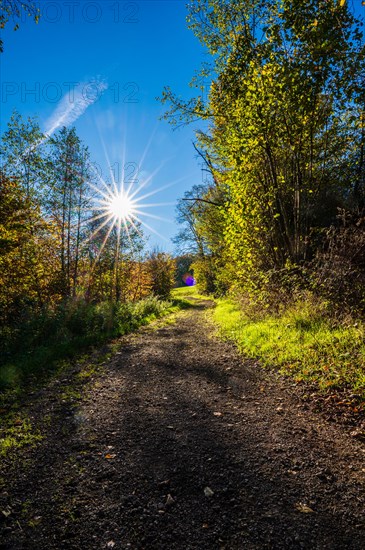 A sun-drenched forest path with bright green leaves and a bright blue sky, Deilbachtal, Bergisches Land, North Rhine-Westphalia