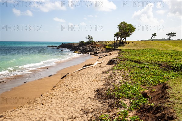 Nature in a special way, trees grow with the wind, a dreamlike landscape directly on the turquoise sea. Lonely sandy beaches in the Caribbean. Pointe Allegre on Basse Terre, Guadeloupe, French Antilles, North America