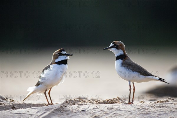 Slender-billed plover (Anarhynchus collaris) Pantanal Brazil