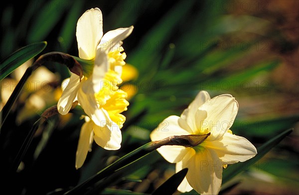 Close-up of white Narcissus daffodils with yellow flower centres in natural, soft light