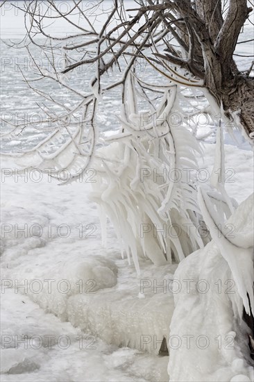 Winter riverscape, frozen branches, Saint Lawrence River, Province of Quebec, Canada, North America