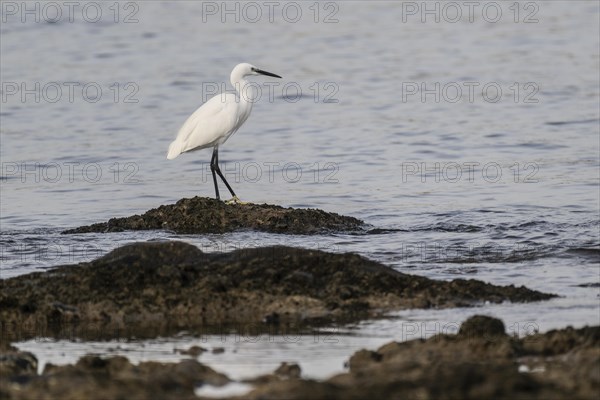 Little Egret (Egretta garzetta), Lanzarote, Canary Islands, Spain, Europe