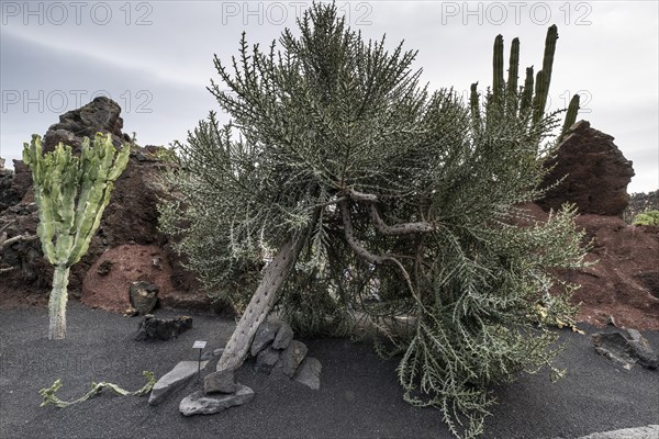 Cacti, Jardin de Cactus, Lanzarote, Canary Islands, Spain, Europe