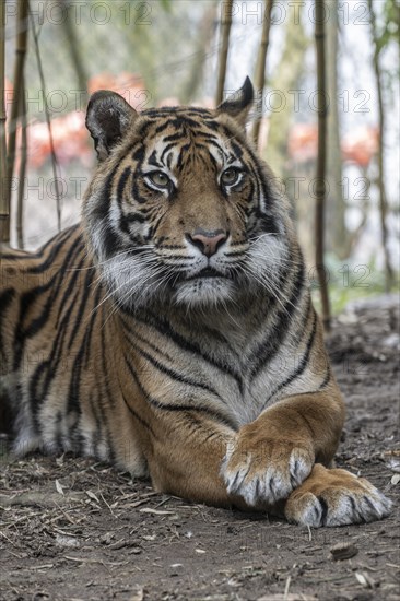 Bengal tiger, Royal Bengal tiger (Panthera tigris tigris), Heidelberg Zoo, Baden-Wuerttemberg, Germany, Europe