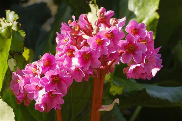 Blooming bergenia (Bergenia cordifolia), close-up, North Rhine-Westphalia, Germany, Europe