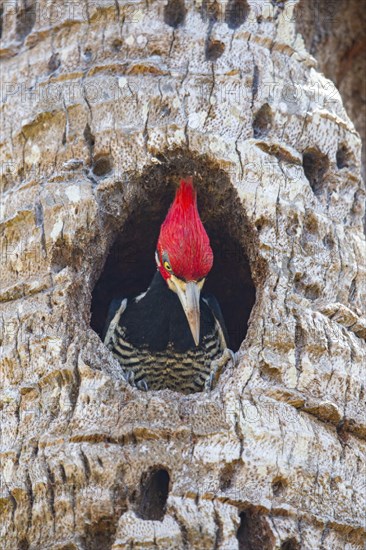 Crimson-crested woodpecker (Campephilus melanoleucos) Pantanal Brazil