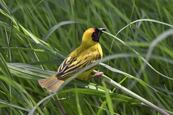 Southern masked weaver (Ploceus velatus) collecting nesting material, Madikwe Game Reserve, North West Province, South Africa, RSA, Africa