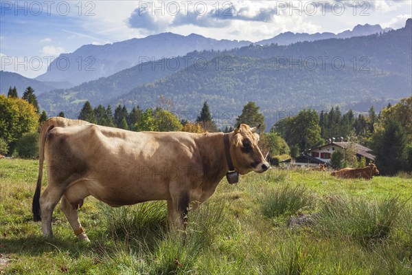 Wetterstein mountains with cows and pond in autumn, hiking trail Kramerplateauweg, Garmisch-Partenkirchen, Upper Bavaria, Bavaria, Germany, Europe