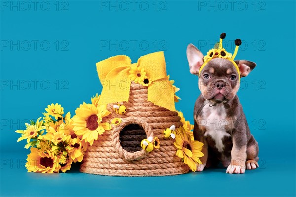Cute tan French Bulldog dog puppy with bee costume antlers sitting next to beehive and sunflowers on blue background