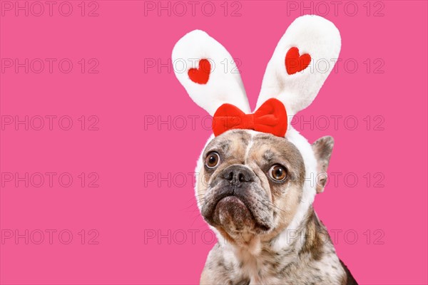 Funny merle French Bulldog dog wearing Easter bunny ear headband with hearts on pink background with copy space