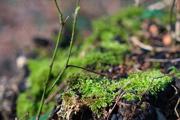 Moss (Bryophyta) with blurred background in a forest, North Rhine-Westphalia, Germany, Europe