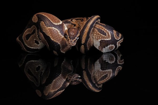 King python, (Python regius), adult, resting, captive, Central Africa, West Africa