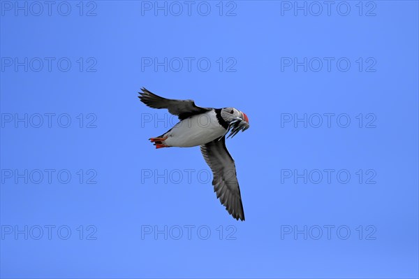 Puffin (Fratercula arctica), adult, flying, with sand eels, with food, Faroe Islands, England, Great Britain, Europe