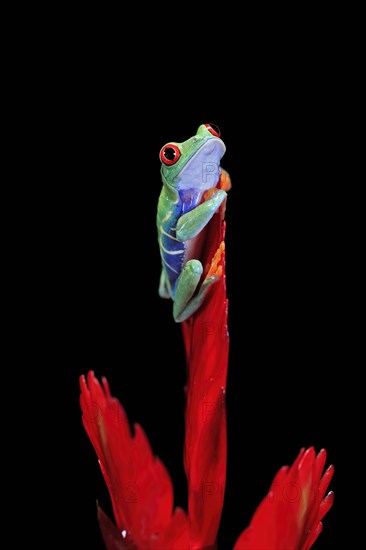 Red-eyed tree frog (Agalychnis callidryas), adult, on bromeliad, captive, Central America