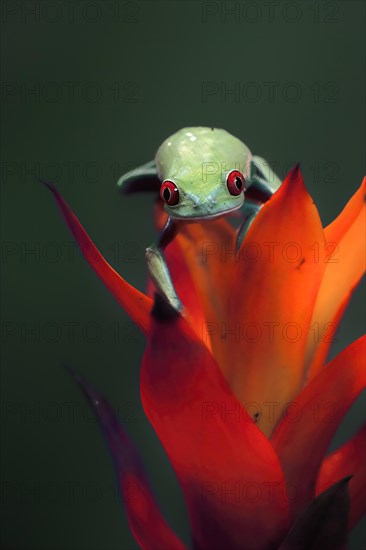 Red-eyed tree frog (Agalychnis callidryas), adult, on bromeliad, captive, Central America