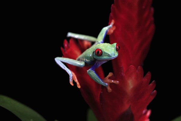 Red-eyed tree frog (Agalychnis callidryas), adult, on bromeliad, captive, Central America