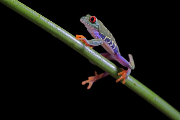 Red-eyed tree frog (Agalychnis callidryas), adult, on green stem, Aeonium, captive, Central America