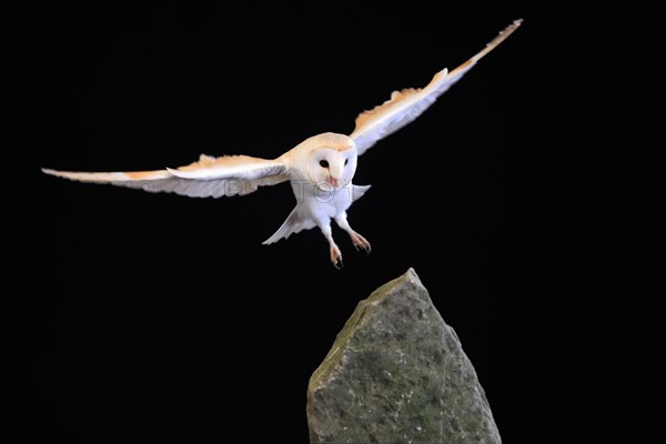 Barn Owl, (Tyto alba), adult, flying, at night, Lowick, Northumberland, England, Great Britain