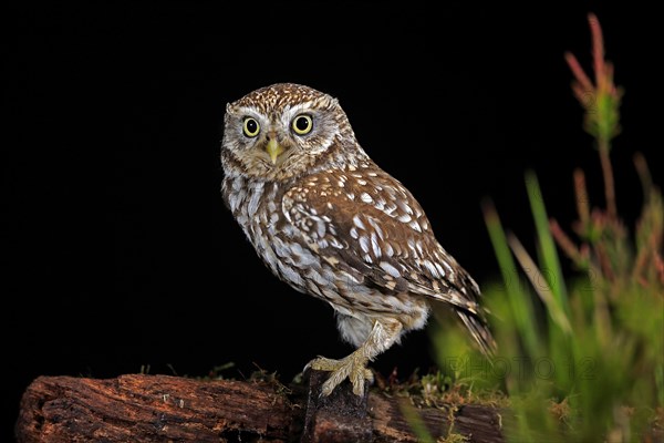 Little owl (Athene noctua), (Tyto alba), adult, on tree trunk, at night, vigilant, Lowick, Northumberland, England, Great Britain