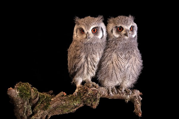 Southern white-faced owl (Ptilopsis granti), juvenile, two juveniles, siblings, at night, on guard, captive